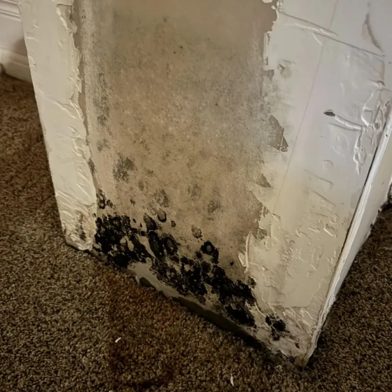 Professional Mold Removal in Cecilia, LA